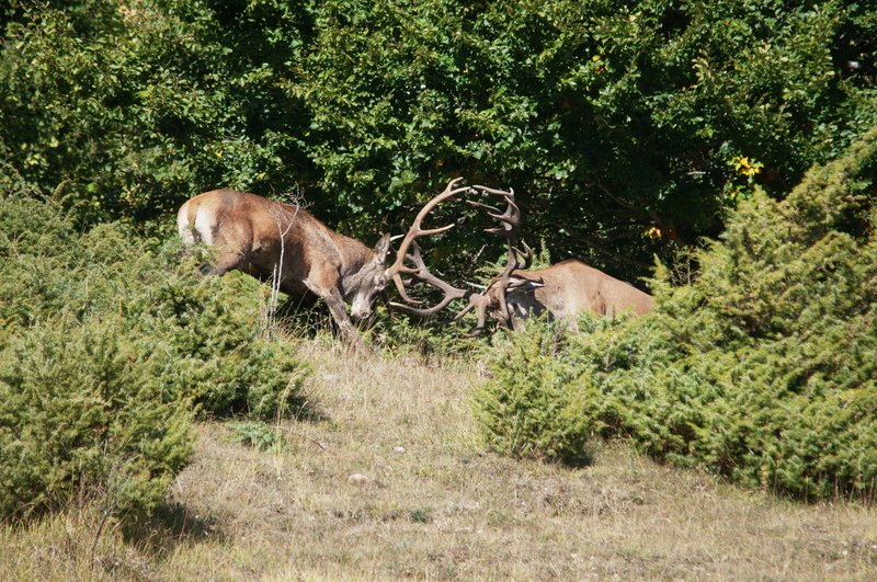 Un''arena molto contesa